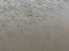 -奉贤海滩