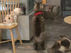 -楼上猫咖(罗湖店)