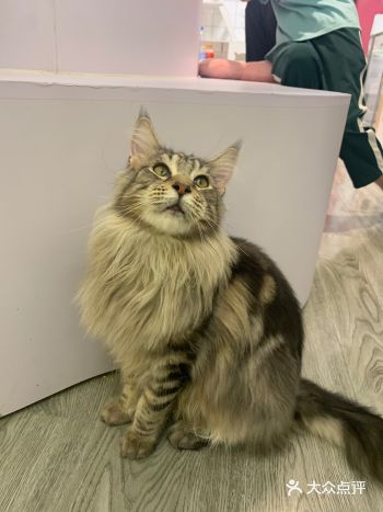 那天逛街有点累就搜了附近有没有猫咖，在天河城附近的小