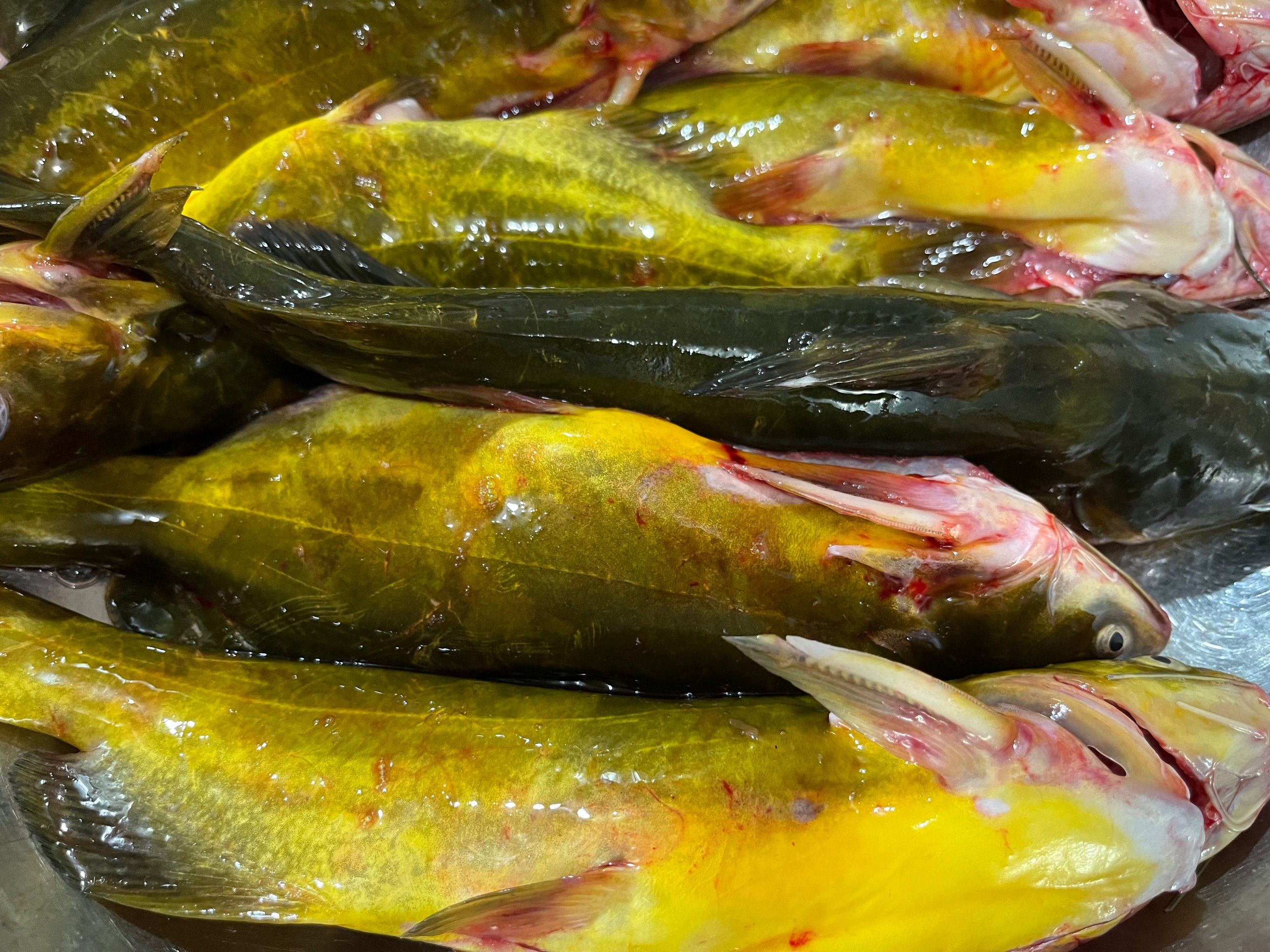 有人把它叫黄骨鱼,也有人叫黄甲