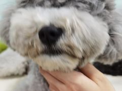 -宠福鑫康馨动物医院·骨科·眼科