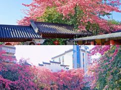 -风云岭森林公园