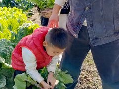 -樂桃源奉贤黄桃种植采摘基地