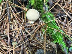 -五营红松林海景区