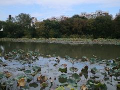 -新江湾城公园