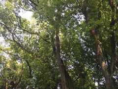 树-汇龙潭