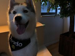 Prado-Husky Go! 哈士奇体验馆·宠物咖啡厅狗咖