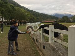 -瑞穗牧场