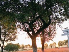 -汉长安城未央宫国家考古遗址公园