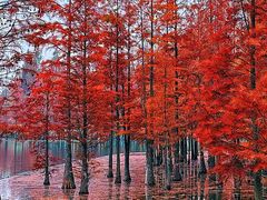 -白鹭湾湿地公园