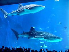 -珠海长隆海洋王国