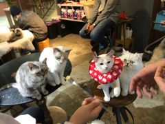 -more than meow吴止猫主题餐厅(承德 中船汇店)