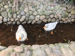 -呀路古热带植物园