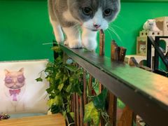-李小姐の猫咖啡馆(五角场店)