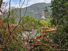 -深圳仙湖植物园