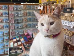 -猫的天空之城概念书店(丽江古城饮玉巷店)