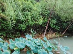 -青枫公园