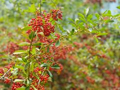 -伴山茶苑·围炉煮茶