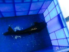 -鱼美人烤鱼坊