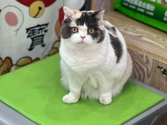 -四月宠物医院·猫专科·心脏专科·内科(转塘店)