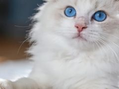 -宠物家(大兴旧宫店)