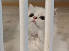 -飞行喵MR PILOT|猫舍·猫咖(静安大融城店)