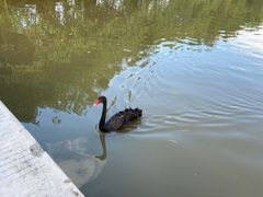 -大湾区中央湿地公园
