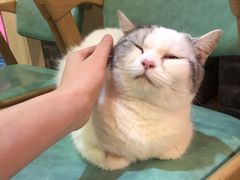 -猫色咖啡·猫咖