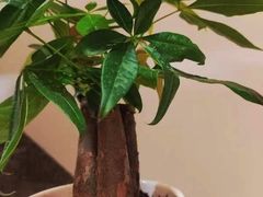 -佰推·肩颈腰·推拿理疗(湾悦城店)
