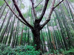 -峨眉山报国寺