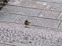 -黄山白云宾馆