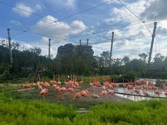 -新加坡飞禽公园