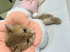 -天宠宠物医院24小时·急重症诊疗中心·全科·腔镜特色(和平分院)