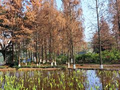 -重庆彩云湖湿地公园