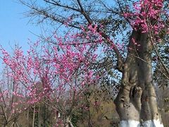 -三圣花乡旅游区