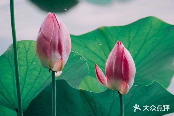 陶然亭公园图片