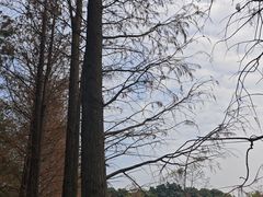 -金花茶公园