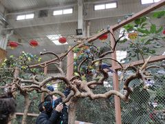 景点-南宫五洲植物乐园