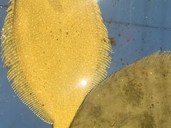 -山东八大碗山东老字号