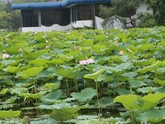 -松山湖梦幻百花洲