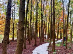 -上海海湾国家森林公园