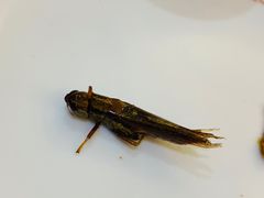 -野菌园·野生菌火锅首创第一家(关兴路总店)