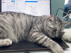 -关爱宠物医院·猫科中心·消化科(滨湖万达分院)