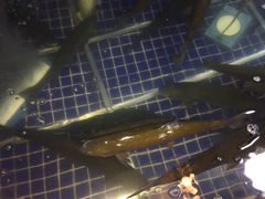 -三文彩虹鳟鱼庄