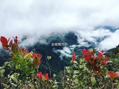 -霍顿平原国家公园