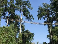 -西双版纳原始森林公园