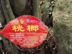 -呀诺达热带雨林