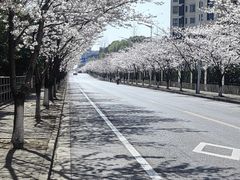 -高东镇樱花园