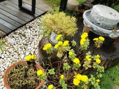 -心无尘茶餐馆(径山村店)