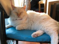 -猫小院猫主题咖啡厅(北锣店)